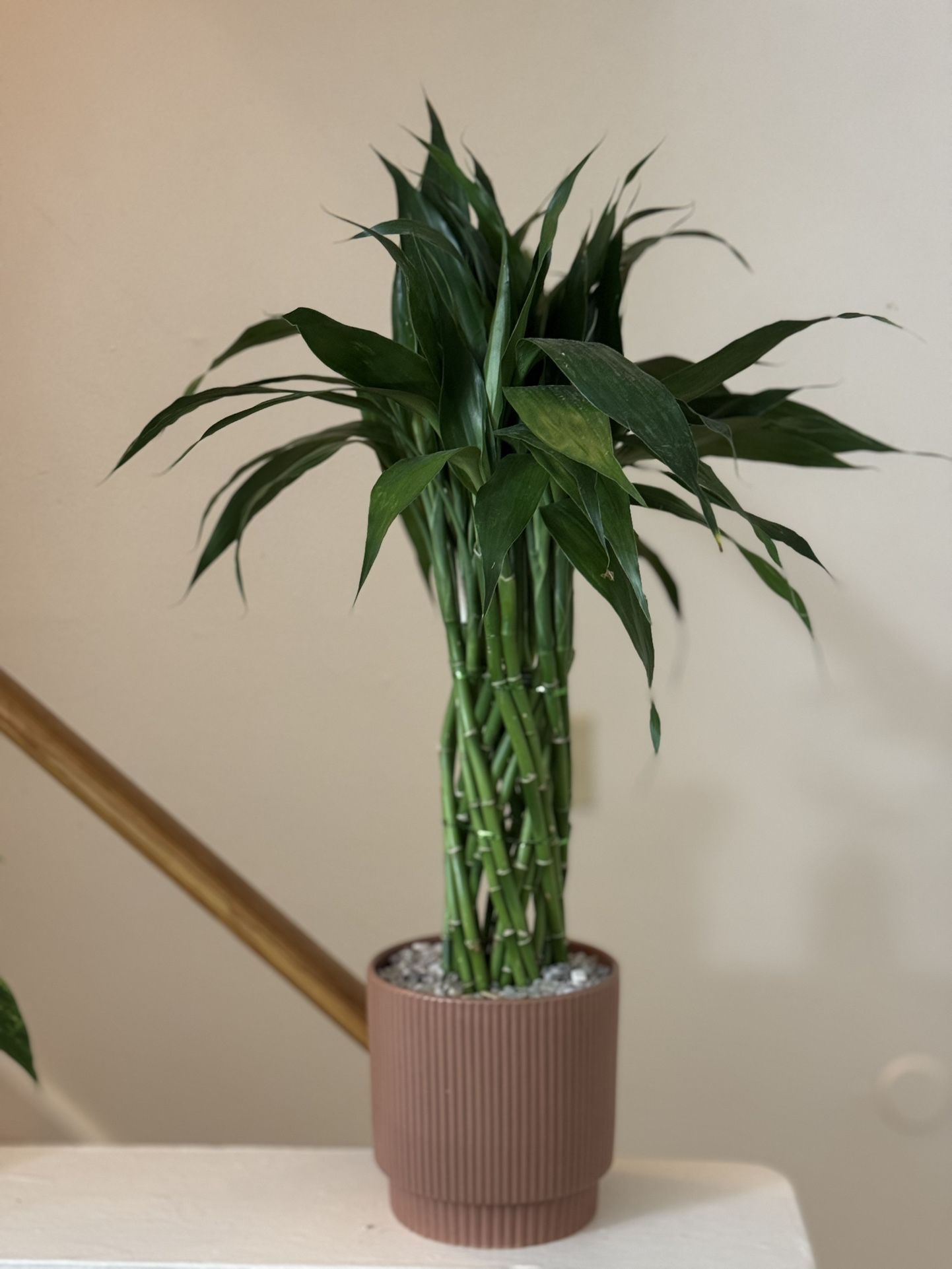 Lucky Bamboo, 22 inch