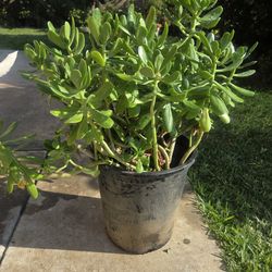 Suculent jade plant