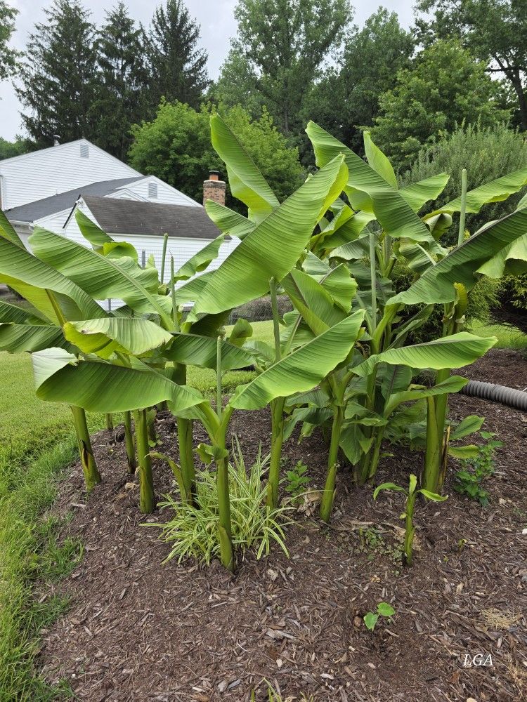 Hardy Banana Plants
