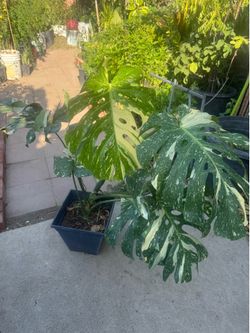 Big Thai monstera