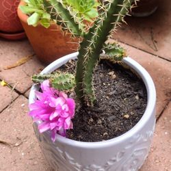 Echinocereous Pentalophus Cactus 