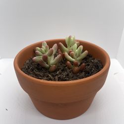Adopt a Succulent – Premium Terracotta Pot