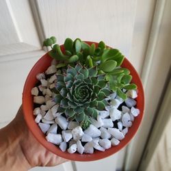 Succulent Arrangements