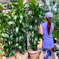 Dracaena Elegance 5-in-1 Cay Phat Tai Thai 5cay