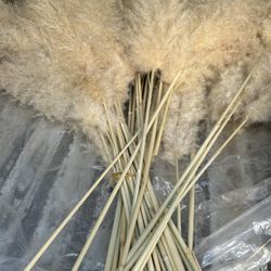 Pampas
