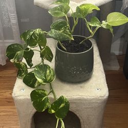 Golden Pothos