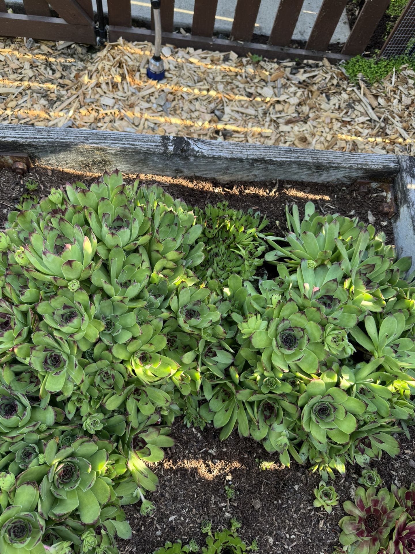 Hens & Chicks Succulents