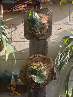 Two Superbum Staghorn Ferns