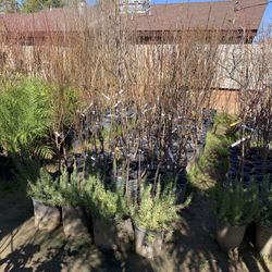 Fruit Trees Shade Trees Vegetables Grapes Palms Roses Succulents Shrubs 