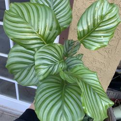 Calathea Orbufolia Plants