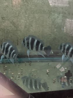 Fish Sticker