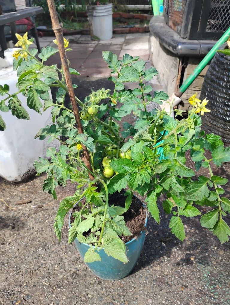 Tomatoes Plants