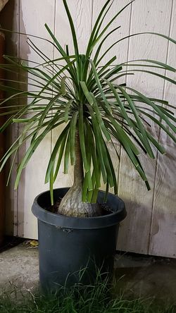 Ponytail palm