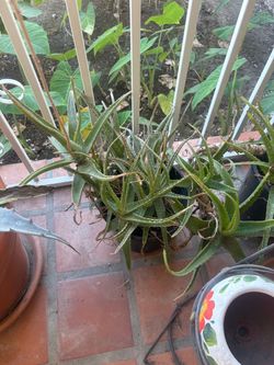 Free aloe vera plants