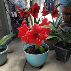 Beautiful, Red And Pink  Amaryllis Flowers. 