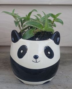 Tradescantia fuzzy kitten ears plant 🪴