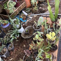 Rare Succulent And Cactus Sale