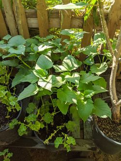 Sweet Potatos for sale