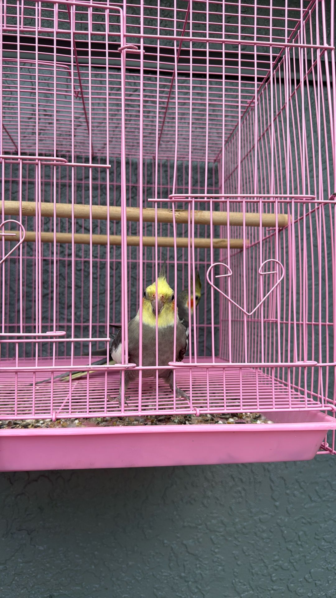 Cacatúa