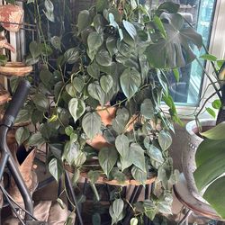 HEART LEAF PHILODENDRON PLANT