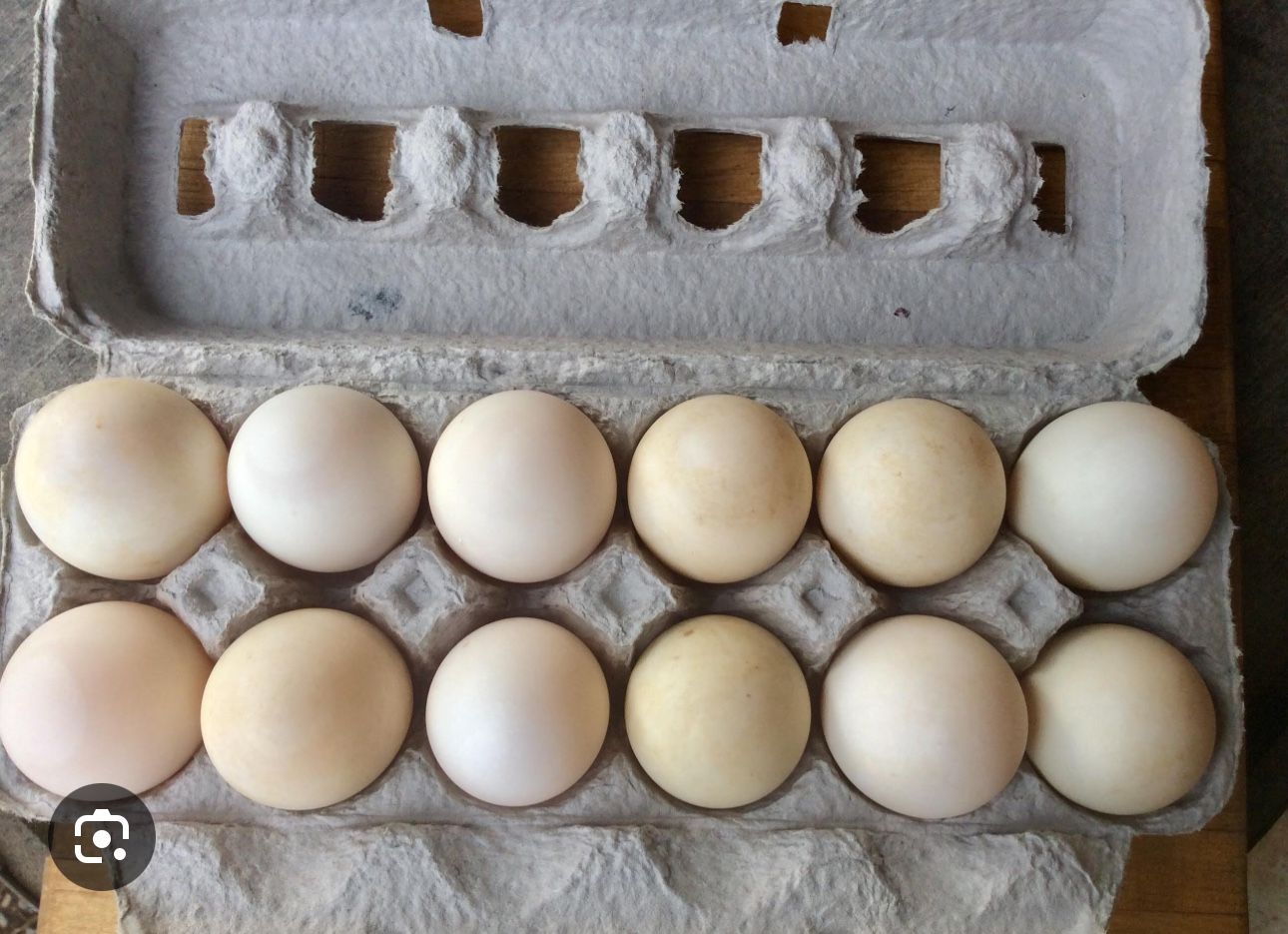 Golden 300 hybrid Duck Eggs For Hatching !