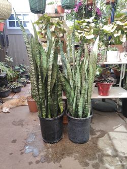 Snake Plants