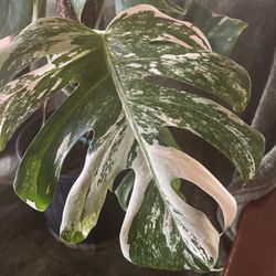 Established Monstera ALBO  - 6+ Leaves – Climbing – Moss Pool Included