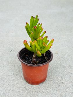 Succulents plants 🪴