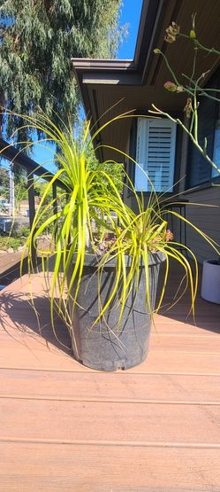 Ponytail Palm  (Beaucarnea recurvata)
