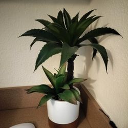 Plant Decor
