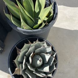 Succulents 