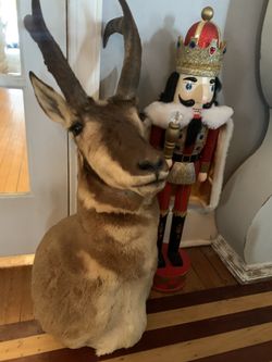 Taxidermy Pronghorn Antelope!! $200 Obo! 