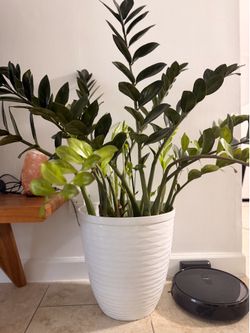 Zz Plant