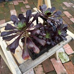 Beautiful Small Plant