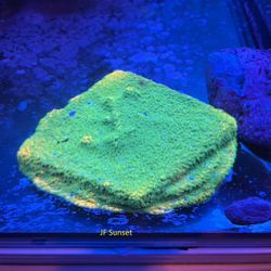 Montipora Colony