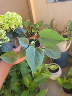 Plant