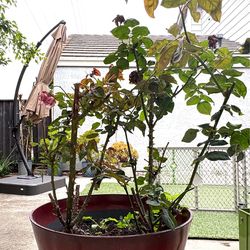 Roses in a big red pot