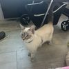 lucy
