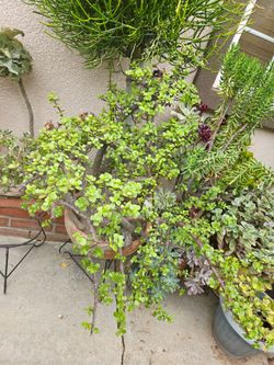10 years old money tree
