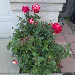 Rose Plants 