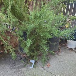 Rosemary 