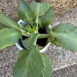 Kalanchoe Mother Of Thousands In White Ceramic Planter