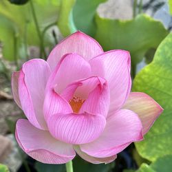 Pond plant -- Lotus root