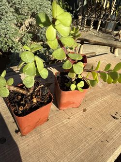Portulacaria Afra