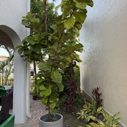 Large Plant With Vase Paid 600 