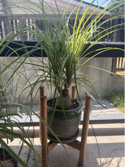 Ponytail Palms in decorative pots