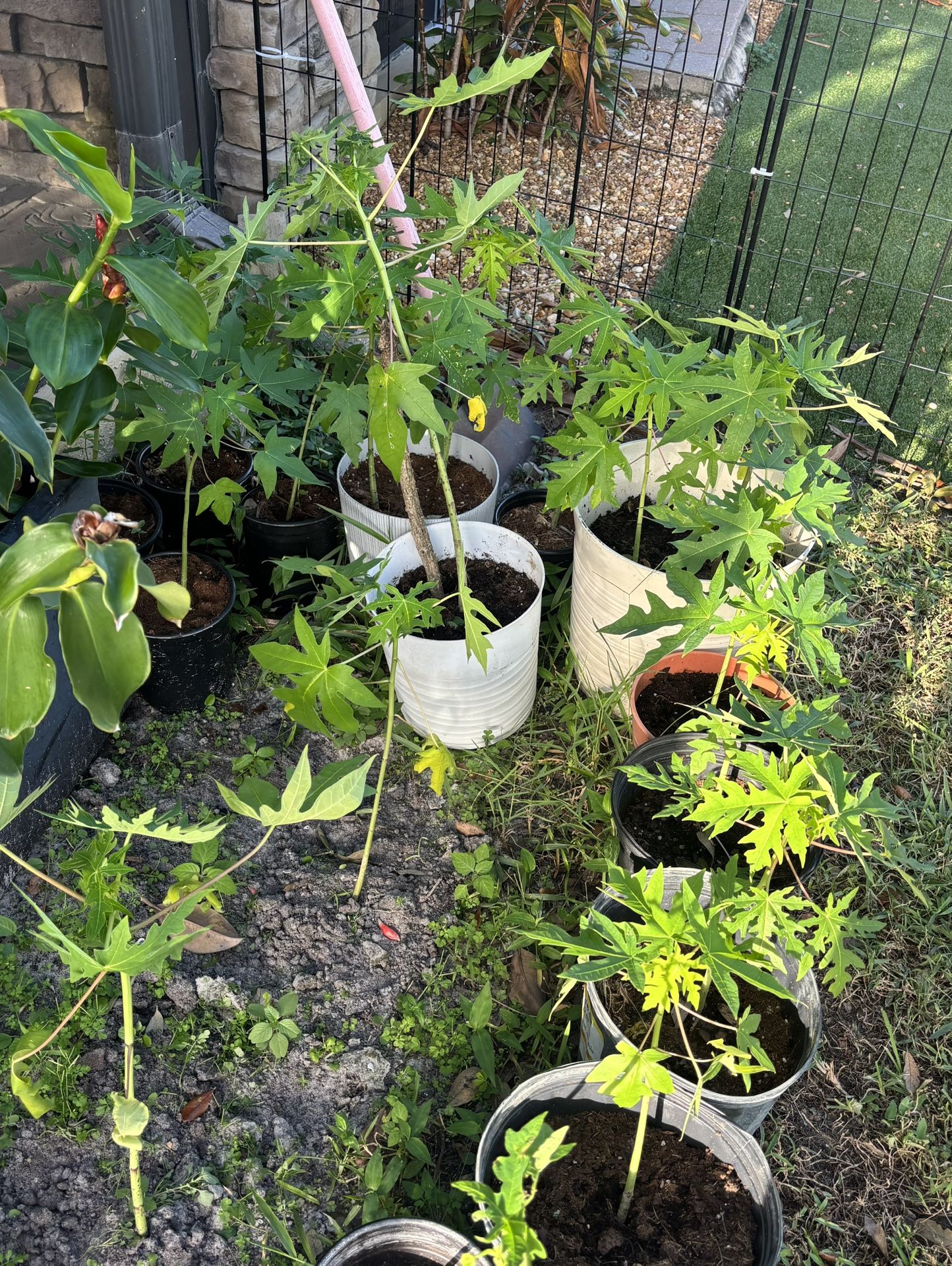 Papaya Plants