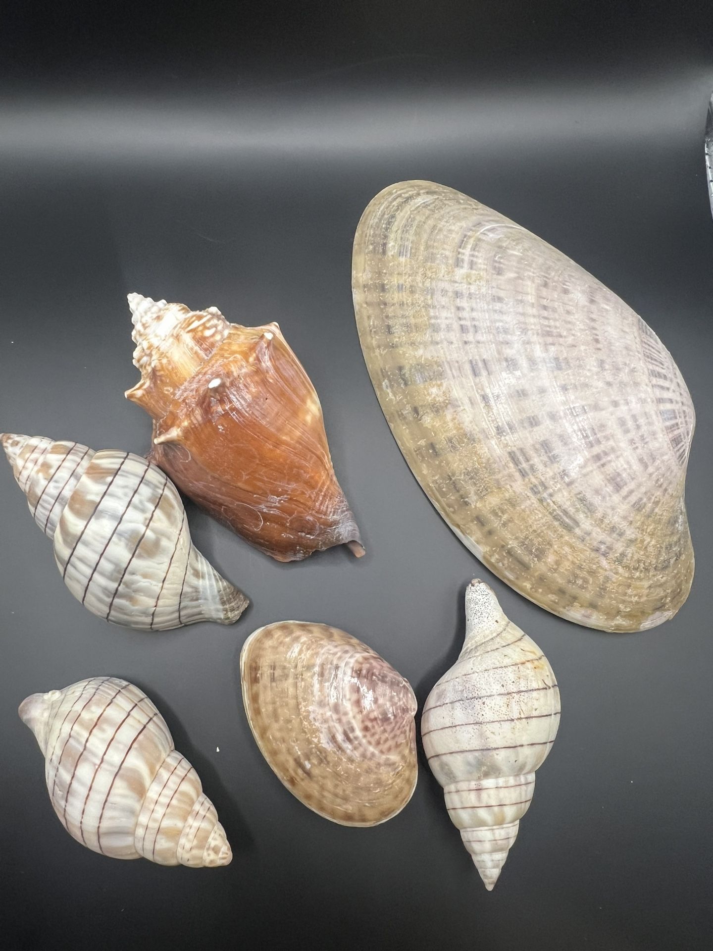 Sea Shell Set - 2 to 6 Inch