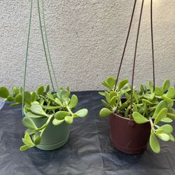 Hanging Crassula Ovata Plant