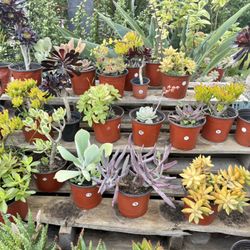 Variety Of Succulents Plants 